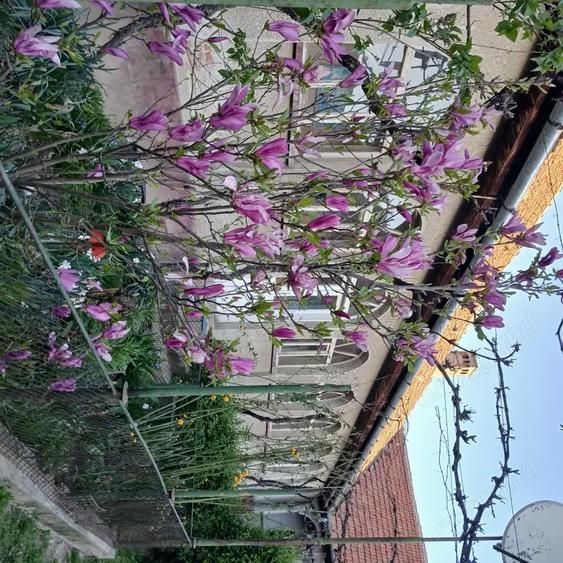 Casa si gradina de vanzare in Hitias la strada principala - 2