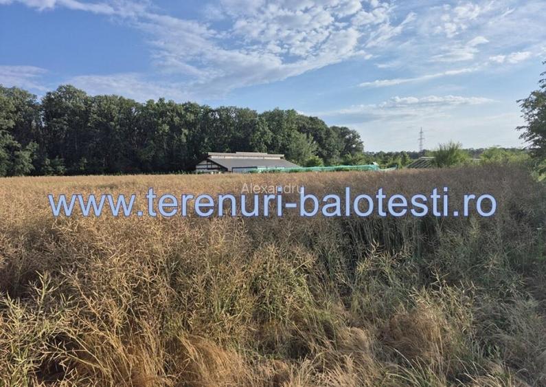 Teren ieftin la liziera padurii Balotesti, 350mp Teren ieftin la liziera padurii Balotesti, 350mp