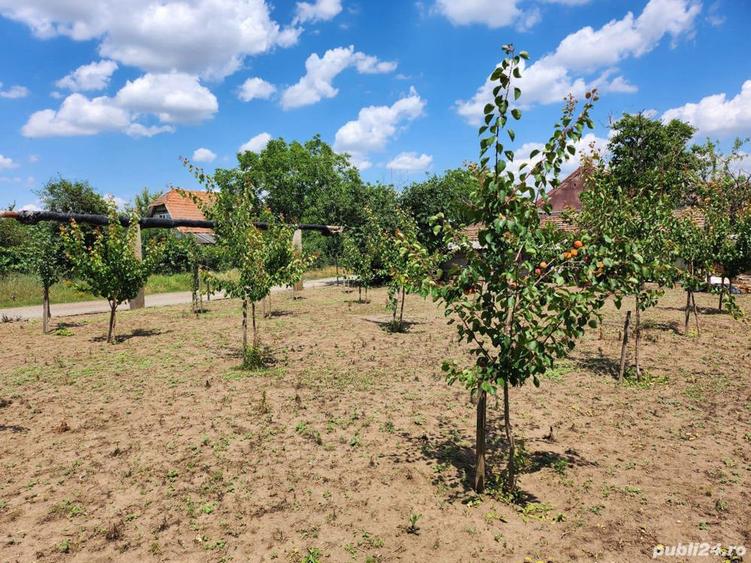 Casa de vanzare in Curtici - 2