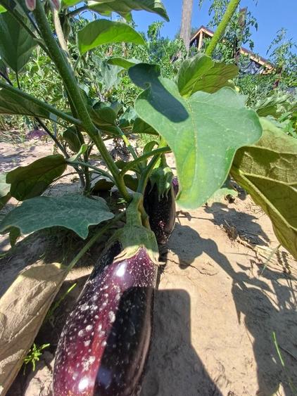 Teren pentru casa si gradina - 6