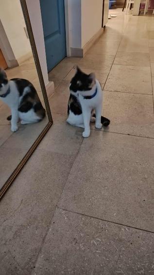 Apartament de vanzare cu gradina - 15