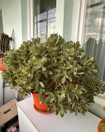 Apartament spa?ios, ideal pentru familie zona Tomis Nord, C - 9