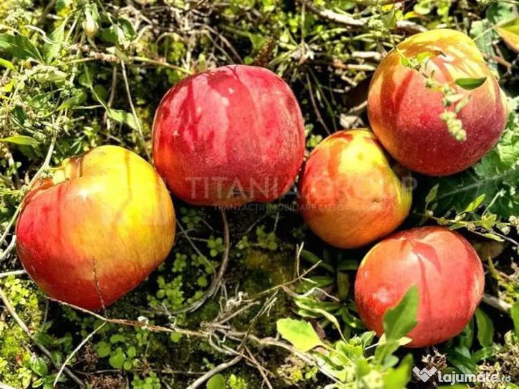 Livada+gradina, teren intravilan 2902mp, Damienesti-Bacau... - 10