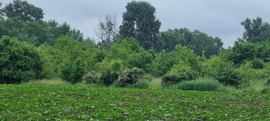 Teren Intravilan 615mp-Deschidere Generoasa ,Pozitie Excelenta - 3