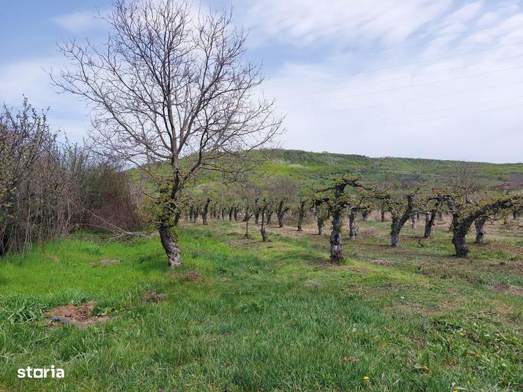 COMISION 0 Teren intravilan 653 mp, Aninoasa Viforata - 6