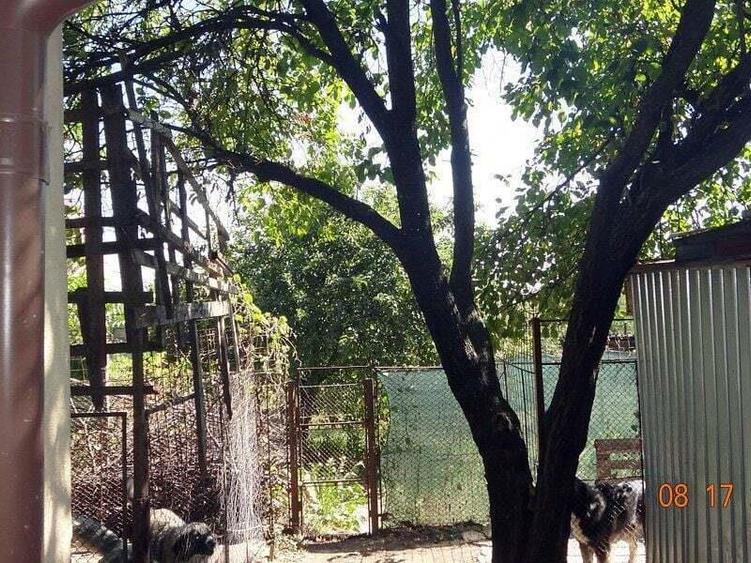 De vanzare - casa cu 4 camere, 900 mp teren - str. Razboieni. - 4