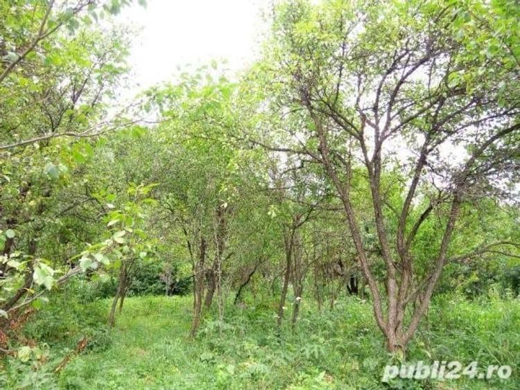 Vand teren intravilan in Campina - 4