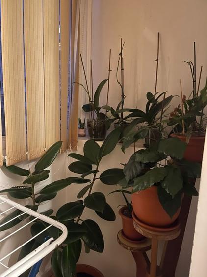 Lacul Tei | 4 Camere | Decomandat | Balcon | Bl. Anvelopat - 2