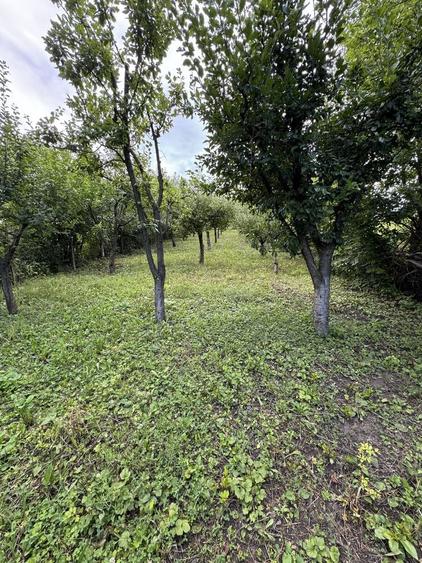 Teren de vanzare Piatra Neant - 5