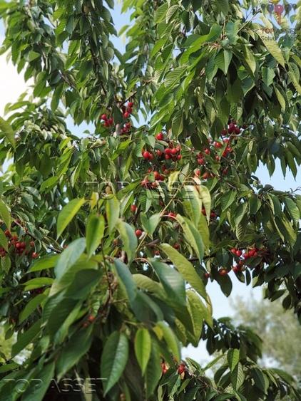 Chiajna - parcul Viitorului - 7