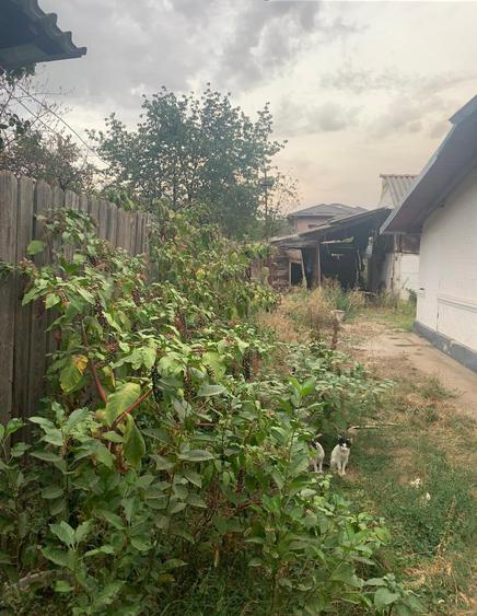 Voluntari  Vanzare Teren 1400mp cu casa batraneasca - 7