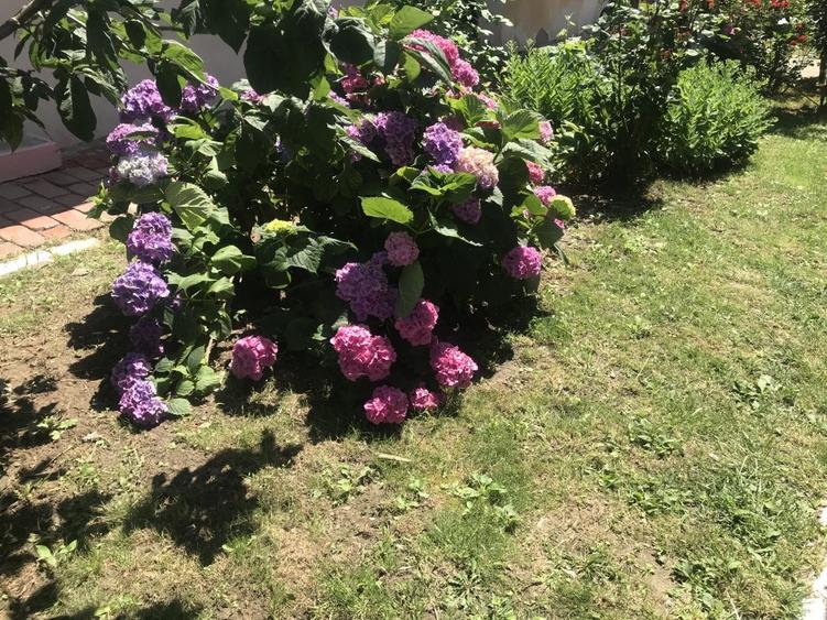 inchiriez vila in Odobescu 800 euro - 2