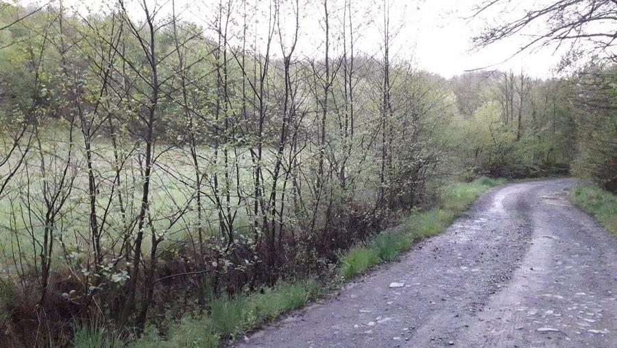 Teren vacanta.Teren la tara.casa vacanta.padure.deal PetrisCorbesti AR - 6