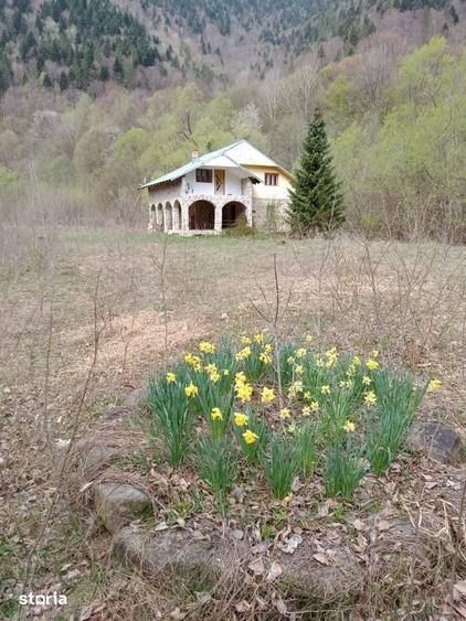 Teren de 30283 mp, în Tarcău