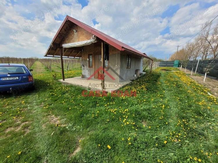 Teren extravilan in Baicoi 10.000mp plantatie mure --80.000e - 2