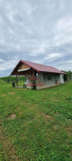 Teren extravilan in Baicoi 10.000mp plantatie mure --80.000e - 5