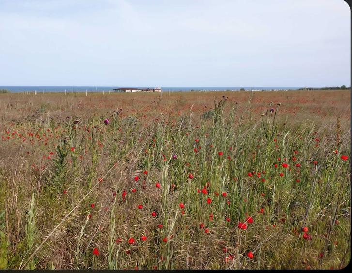 Vand/ Schimb Teren Corbu ideal investitie - 2