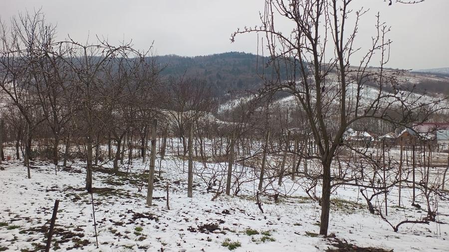 Teren 704 mp Breazu – asfalt + utilități – priveliște spre pădure – ideal casă - 1