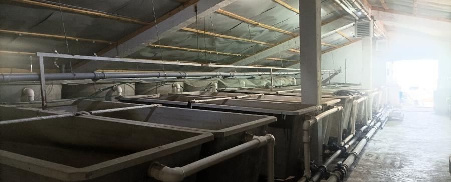 Casa Mizil, Prahova Sau schimb cu Pensiune Eforie - 8