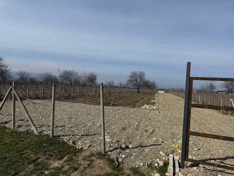 Vand Teren intravilan - 7