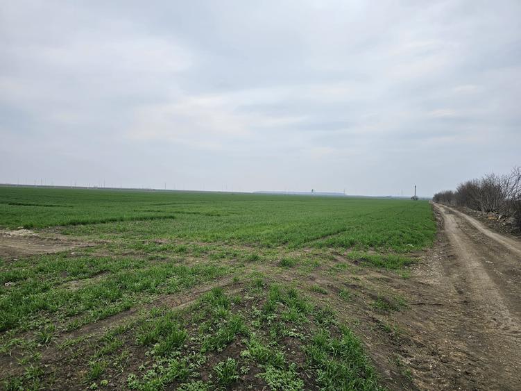 Teren de vânzare  Tunari  27 euro mp - 2