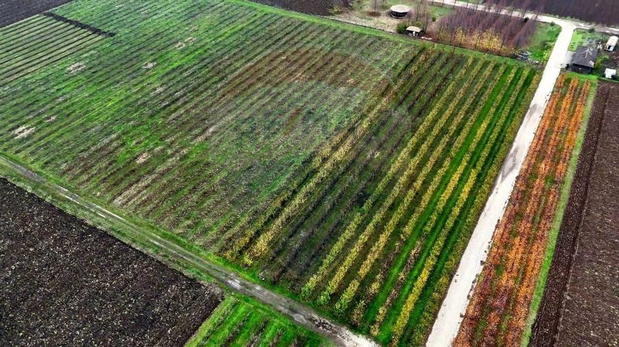 Ferma agro-industriala - 43 ha Adunatii Copaceni - 10