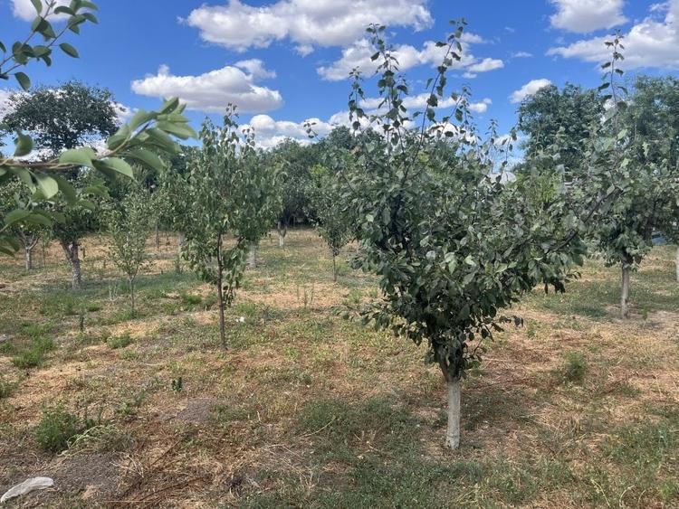 Sacele, Jud Constanta. Oportunitate! Casa la sol, 4 camere si dependinte,livada! - 5