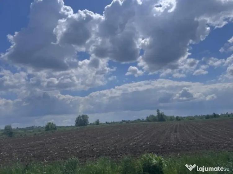 Teren extravilan, 7800mp, Burla - 2