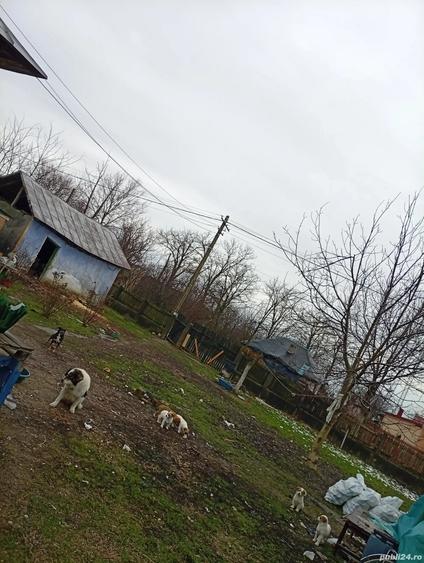 Vand casa la ?ara - 8