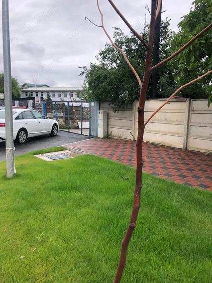 Teren ?oseaua Olteni?ei pope?ti Leordeni - 1