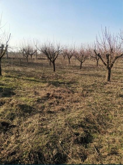 Livada 5000 mp la sosea - 3