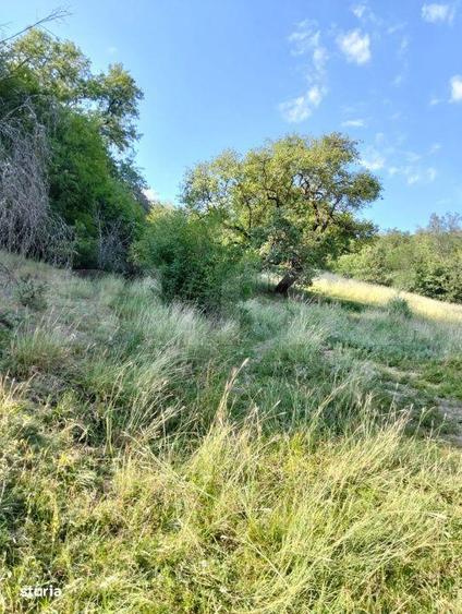 Teren generos de 70290 mp, 5045 mp intravilan, Poiana Ampoiului, Metes - 10