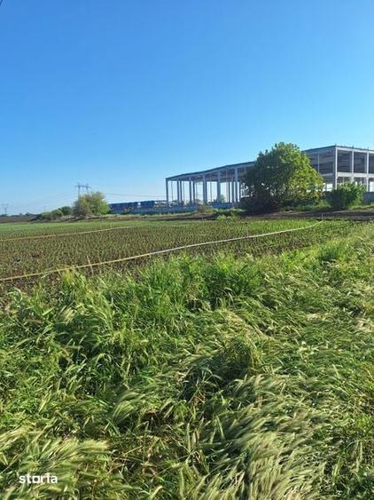 Teren Extravilan Black Sea Palazu Mare 14450 m2 - 5