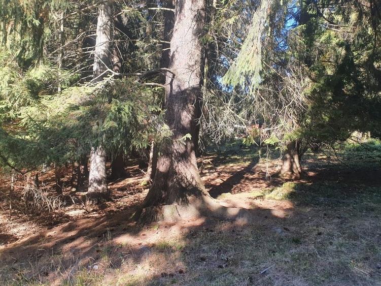 Teren Construcții intravilan de 2000 mp, în Poiana Brașov - 10