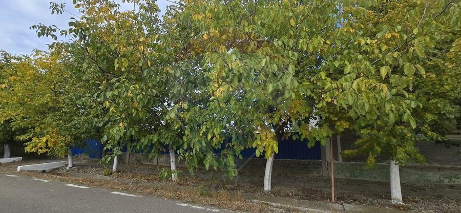 Teren si casă cu teren generos în Socodor - 13