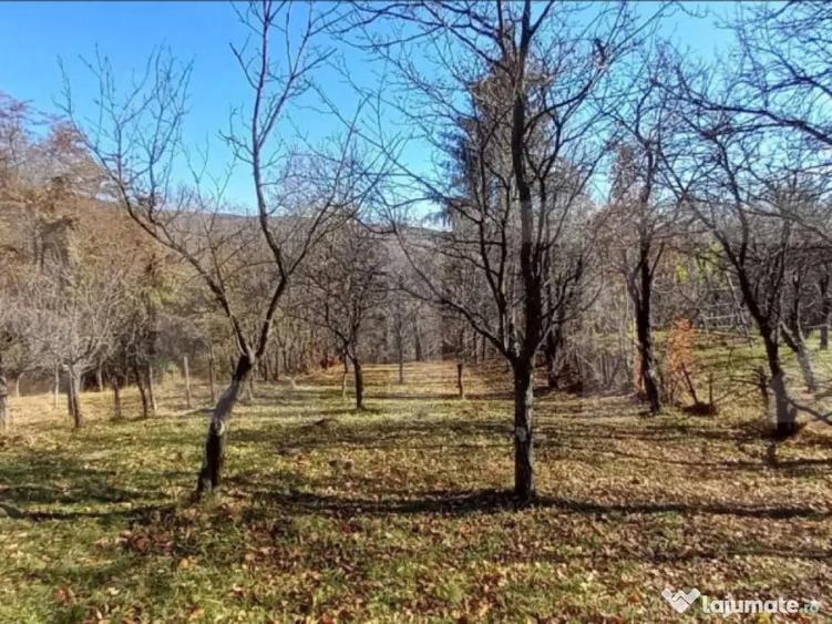 Oportunitate de investi?ie agricola Teren extravilan d - 1