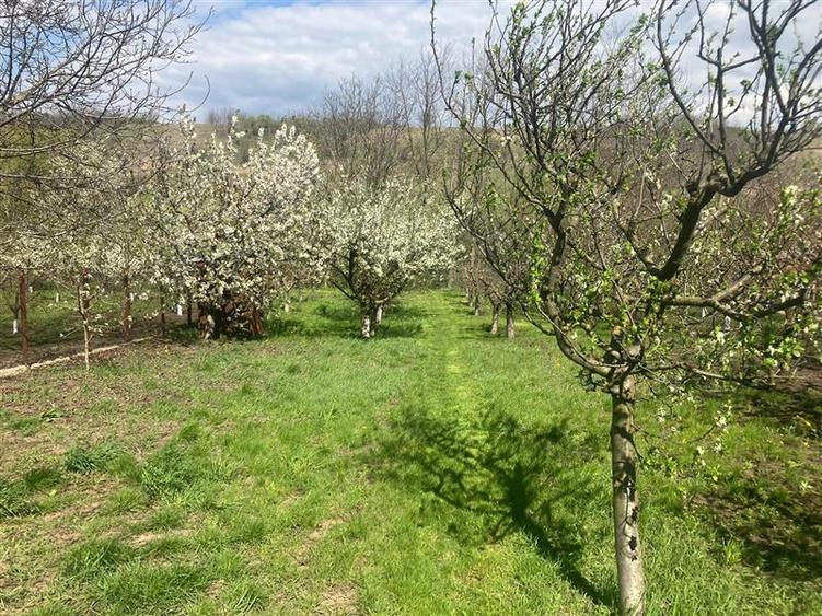 Casă cu 8 camere cu Teren 1172 Mp în Holboca