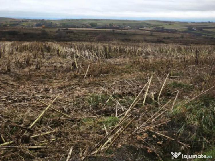 Teren intravilan, 5000 mp, Siret - 1