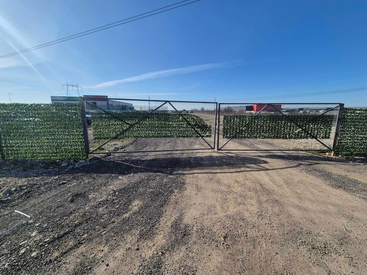 teren 5000 mp de inchiriat Ciorogarla - 2