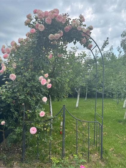 Vila premium Corbeanca - 3