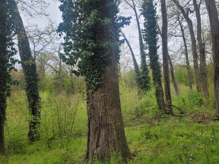 SUPER  OCAZIE TEREN 4000MP DE VANZARE IN SNAGOV CU DESCHIDERE LA LACUL SNAGOV - 5