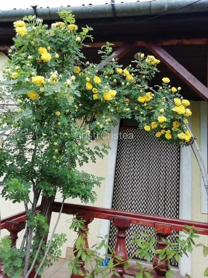 Casă individuală cu 3 camere în Gojdu Casă individuală cu 3 camere în Gojdu