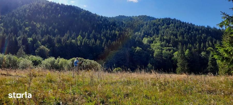 Teren Intravilan | Schitu Tarcau | 2089MP | Izvor | Platou - 3
