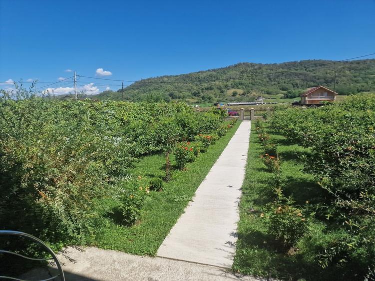 Casa/Vila Buhoci,judetul Bacau - 6