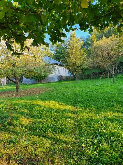 Puciosa Moreni Valea Lunga Sat Izvoru 20000mp teren de vanzare - 9