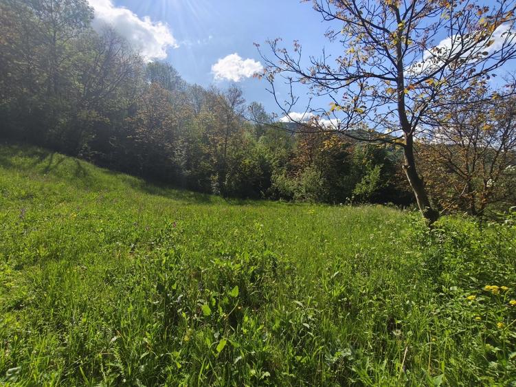 Teren Cabana Ocolis Alba langa rau de munte, 4000 mp, SUPER OFERTA - 1