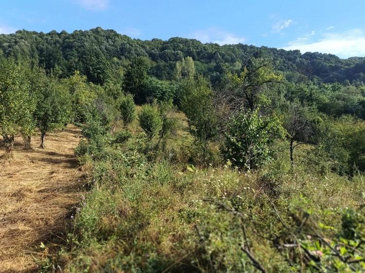 Teren de vanzare Barlogu valcea - 5