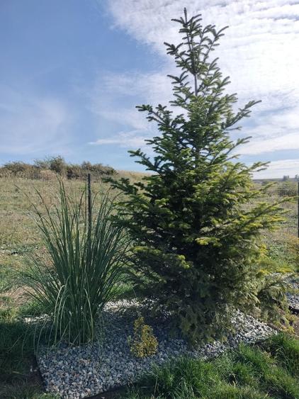 Ofer gradina de relaxare si stat in tihna, in Cluj-Napoca - 8