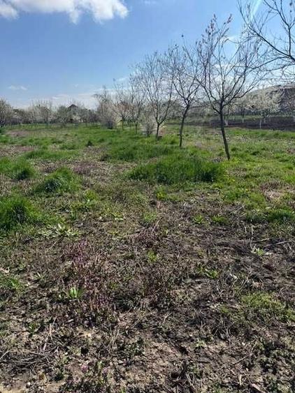 Casa/Teren de vanzare, Livada, jud. Arad - 6