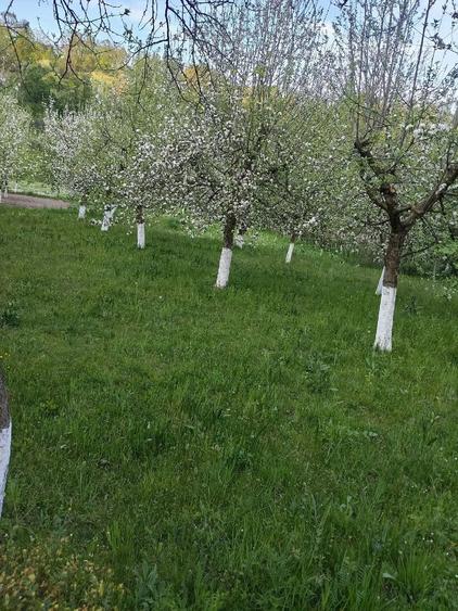 Teren de 1500 mp, în Central
